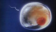Sperm Egg Zygote - you are not special